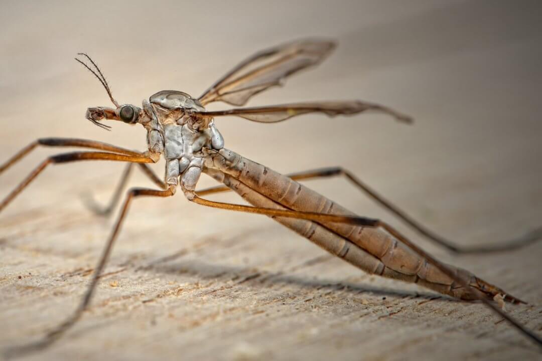 【ᐅᐅ】Insektenschutz · Stechmücken - Mückenatlas · Krankheitserreger