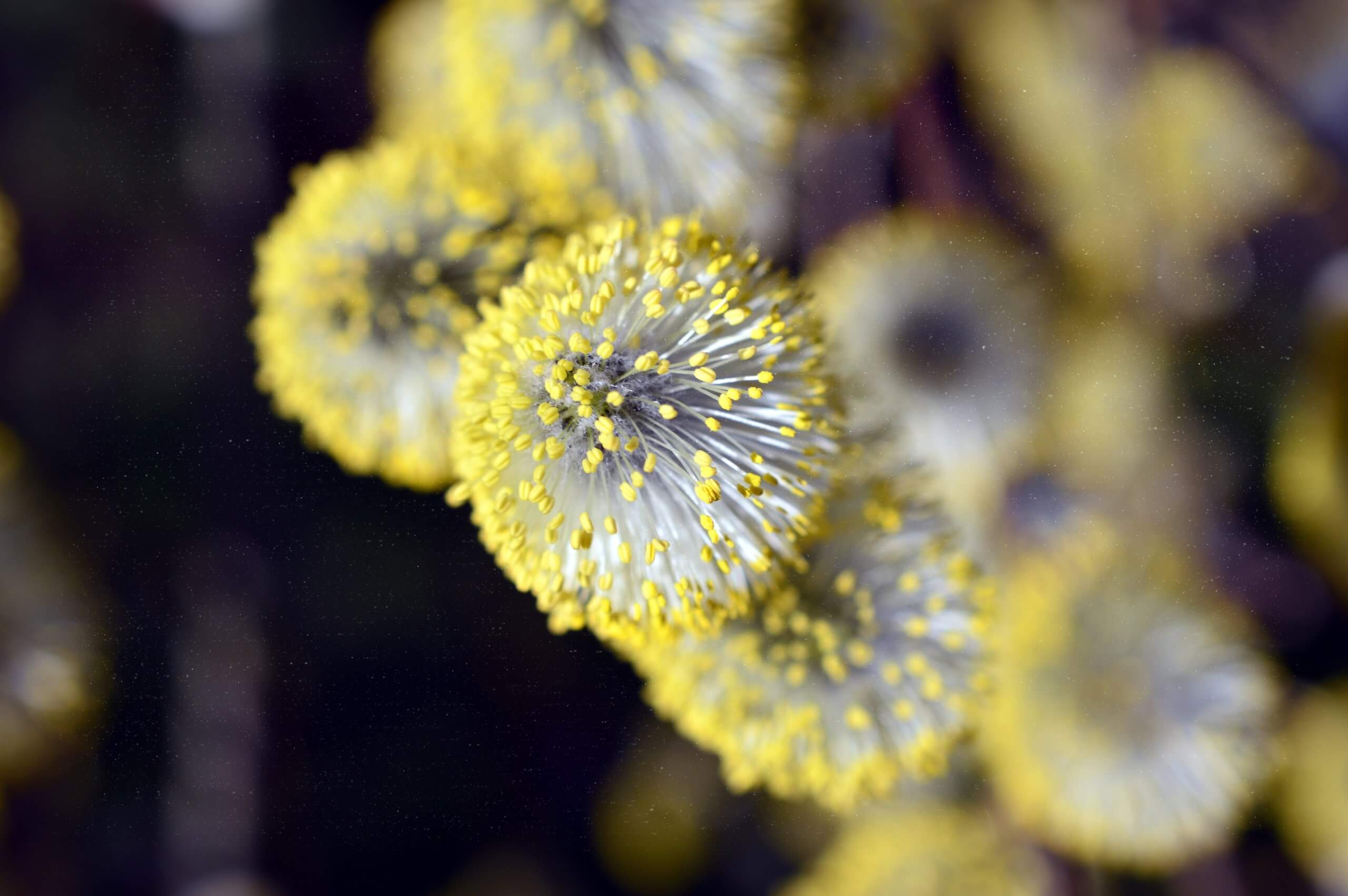 pollenschutz-weide-pollen-210112